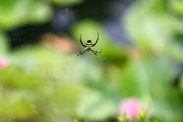 蜘蛛と蜘蛛の巣