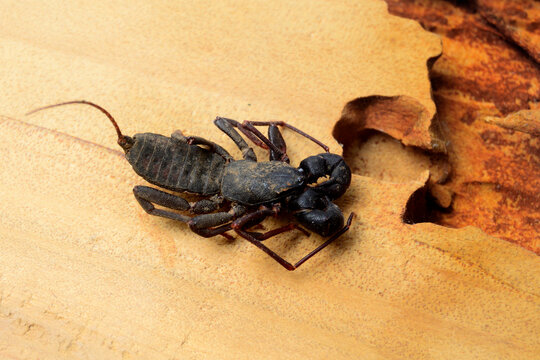 Ketonggeng, whip scorpions,  Uropygi, similar to scorpions but have a kind of "whip" on the back