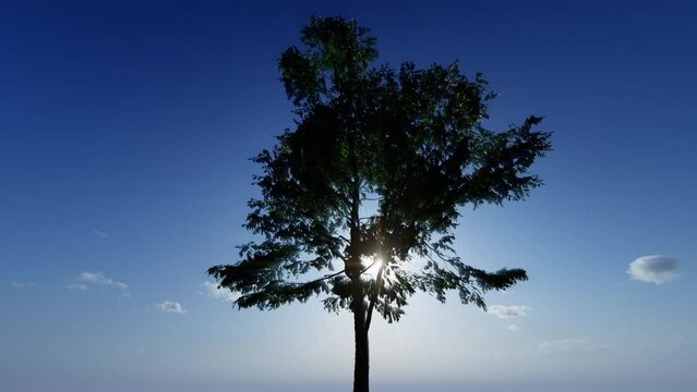 silhouette of tree