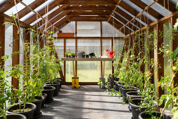 Greenhouse with a table full of gardening tools and tomatoes growing in pots on a brick floor. Hobbies and relaxation concept.