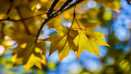 Fototapeta premium beautiful nature maple leaf autumn background