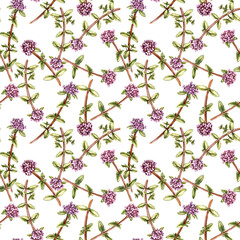 watercolor seamless pattern with drawing wild thyme with flowers and green leaves, medicinal plants, aromatic herbs, hand drawn illustration