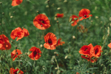A field with poppies blooming everywhere in summer. Red flowered in the summer field