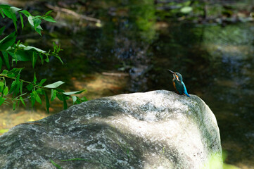 岩の上のカワセミ