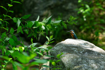 岩にとまるカワセミ