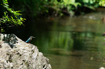 見つめるカワセミ