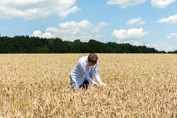 Naklejka na ściany i meble A male farmer checks the quality of the sown wheat on a sunny summer day, summer field work, a field with wheat