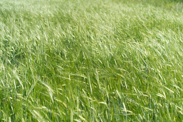Fresh ears of young green barley in spring field. Agriculture scene.