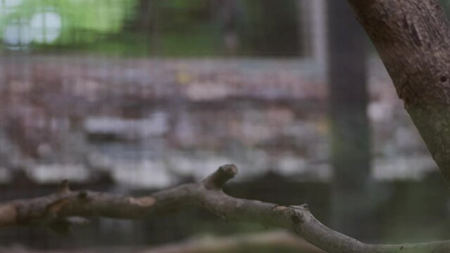 Adorable squirrel monkey captivates visitors at the zoo. Witness their playful antics in the enclosed habitat. Saimiri sciureus monkey in the cage at the chiang mai zoo thailand.
