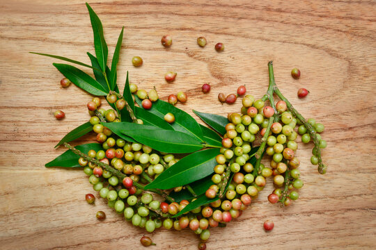 Buni fruit, Antidesma bunius, is useful for maintaining immunity and as an antioxidant for the body. 