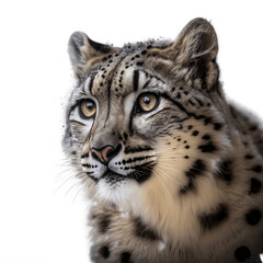 Snow leopard isolated on white background, Transparent cutout 