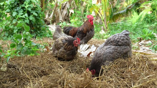 Male and female chickens (rooster and hen) blue australorp foraging under a straw. Free range chicken on organic animal farm freely grazing in the backyard.