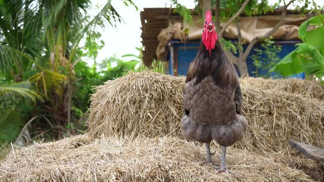Blue australorp chicken. A rooster crowing on a pile of straw in the evening atmosphere.