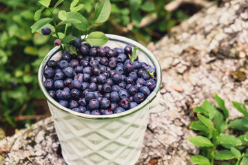 Close-up of Blueberries in white bucket in the forest with green leaves. Country life gardening eco friendly living Harvested berries, process of collecting, harvesting berries into glass jar in the