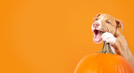 Cute puppy dog chewing pumpkin on colored background. Fall season or Halloween concept. Puppy biting squash stem while holding it with paw. 12 weeks old female Boxer Pitbull mix. Selective focus.