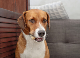 Dog with chew bone in mouth looking at camera. Cute puppy dog with chewed rawhide knuckle bone....