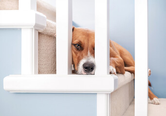 Cute dog lying on staircase and looking at camera. Brown puppy dog resting or waiting stretched out on stairs. Bored, depressed or sad body language. Female Harrier mix dog. Selective focus.