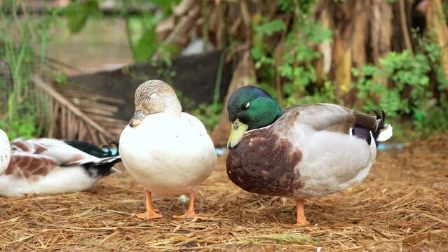 Sleeping standing of a snowy color female duck and a green headed male standing on one leg on the wet straw in the backyard in the rainy season.