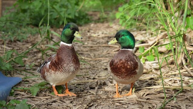 call ducks two male walking head bobbing in the backyard.