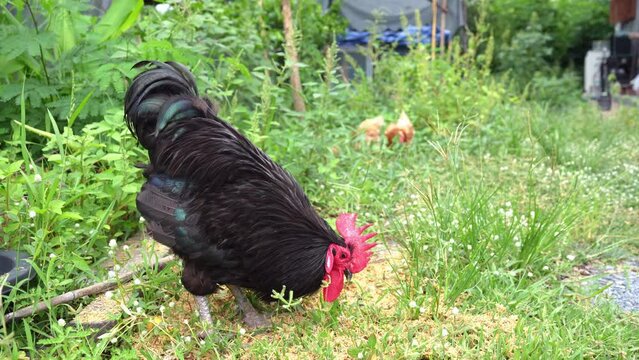 Free range organic chickens poultry in country of Thailand. Black australorp rooster scrabble scribble and scratch husk on ground for foods in the backyard on the green grass.