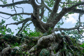 ガジュマル樹。