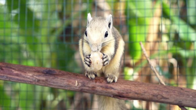 White bellied gray Finlayson's squirrel or Variable squirrel (C. f. floweri) eating fruit in the backyard.