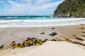 Dead Man Beach - sandy beach with seaweed on Stewart Island in New Zealand