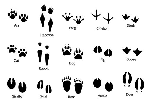 Black silhouette of paw prints of different animals isolated on white. Vector set footprints