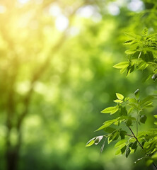 Fototapeta premium Green leaves against blurred greenery on a sunny day
