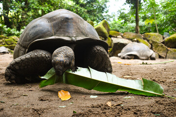 Seychelles giant tortoise, Aldabra giant tortoise, eating time