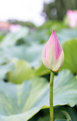 A pale pink lotus flower bud found in a pond. Nelumbo nucifera