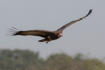 Ein fliegender Kappengeier über der Buschsavanne des Moremi Nationalpark