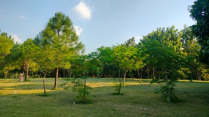 trees in the garden