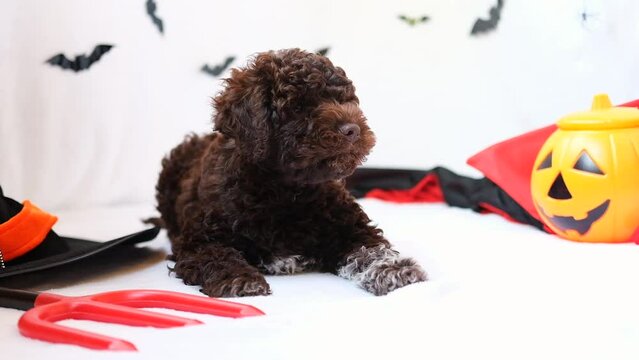 funny lagotto romagnolo puppy in halloween decor with pumpkin jack lantern, copy space. Preparing to celebrate halloween. Scary decorations, halloween holiday concept.