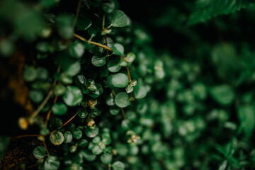 Green plant leaves background, top view.Nature spring concept,green leaf topical plants some with...