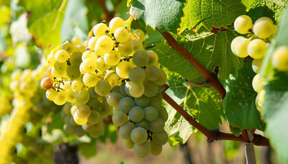 Close Up White wine grapes in vineyard on a sunny day - obrazy, fototapety, plakaty