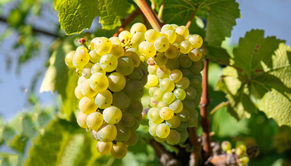 Close Up White wine grapes in vineyard on a sunny day