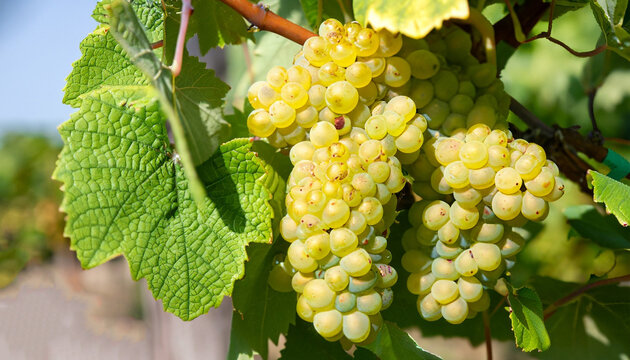 Close Up White wine grapes in vineyard on a sunny day
