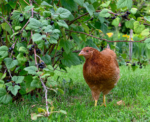 Hen walking on green grass looking from berries from bushes