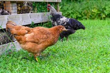 hens walking on green grass near garden compost
