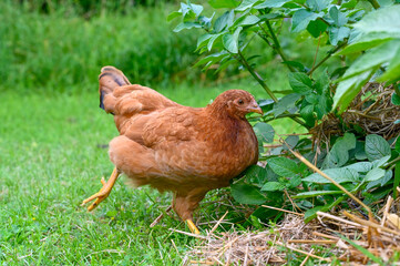 Hen looking for food under potato plant