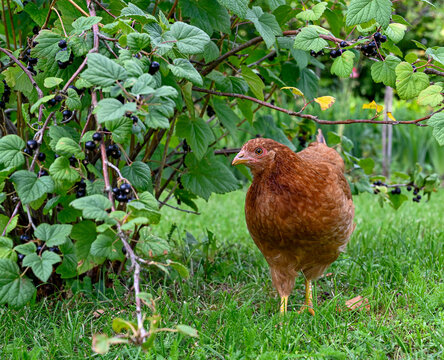 Hen walking on green grass looking from berries from bushes