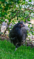 Hen walking on green grass looking from berries from bushes