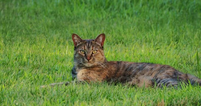 Cute pet stripped cat resting in green grass lawn in summer 