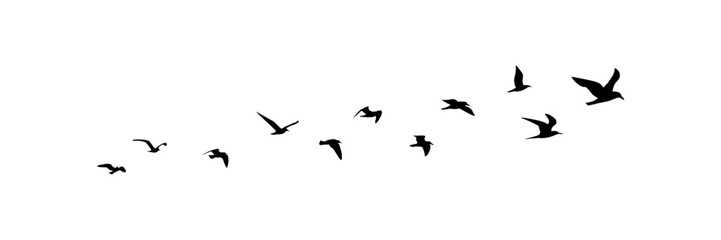group of flying birds silhouette illustration - obrazy, fototapety, plakaty