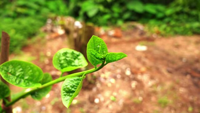 Malbar spinach vine. it is widely used as a leaf vegetable. It is also known as Malbar spinach and Poi saag or Pui Shak in India.