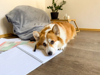 Fluffy puppy lies on the floor around school notebooks
