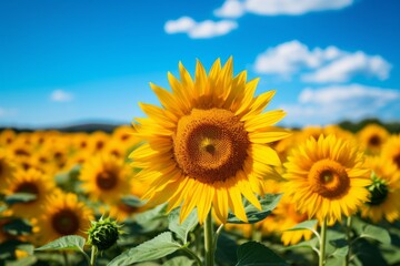 Obraz premium Sunflower Field In Full Bloom, Generative AI