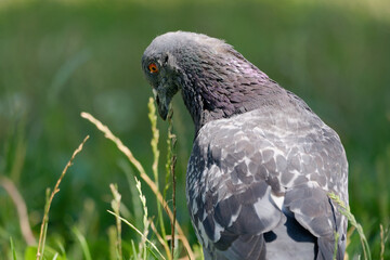 Portrait of a pigeon standing among grass with a blurry background
