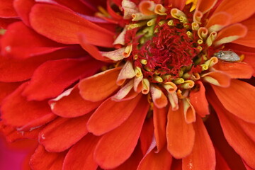 Coral flower close-up, macrophotography of flower stamens 
